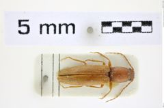 Foto (Dorsalansicht) von Athous (Orthathous) cavus (Germar, 1817) (NHMW-ZOO-COL-0008449)